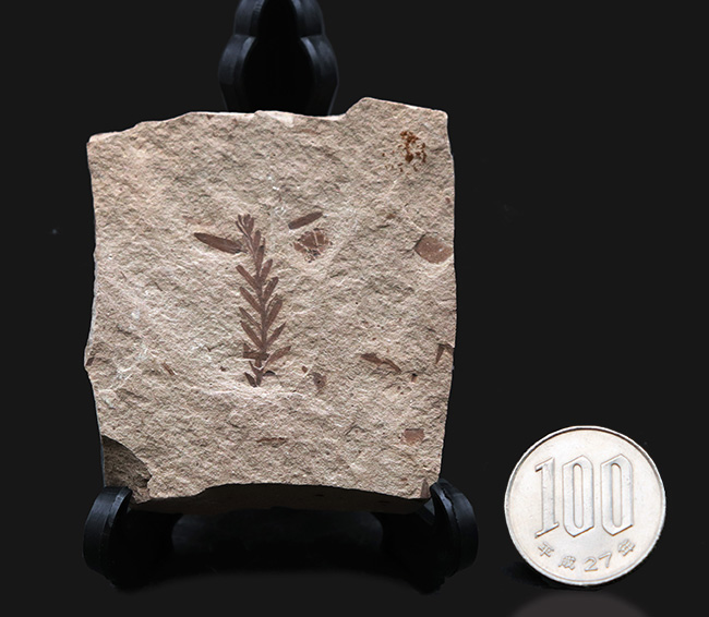 米国モンタナ州産、生きた化石「メタセコイア（Metasequoia）」の上質標本（その7）