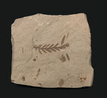 米国モンタナ州産、生きた化石「メタセコイア（Metasequoia）」の上質標本