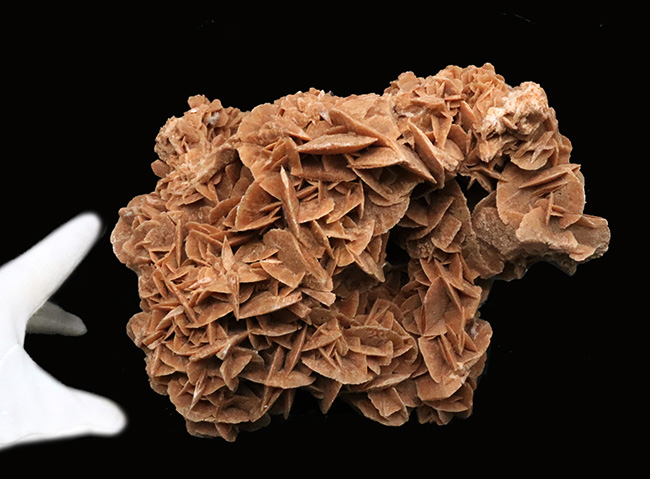 19センチ級! 美しい結晶が織りなす、サハラ砂漠が生んだ美しき鉱物、砂漠のバラ(Desert Rose)(その2)