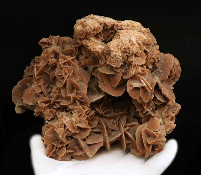 19センチ級! 美しい結晶が織りなす、サハラ砂漠が生んだ美しき鉱物、砂漠のバラ(Desert Rose)(その5)