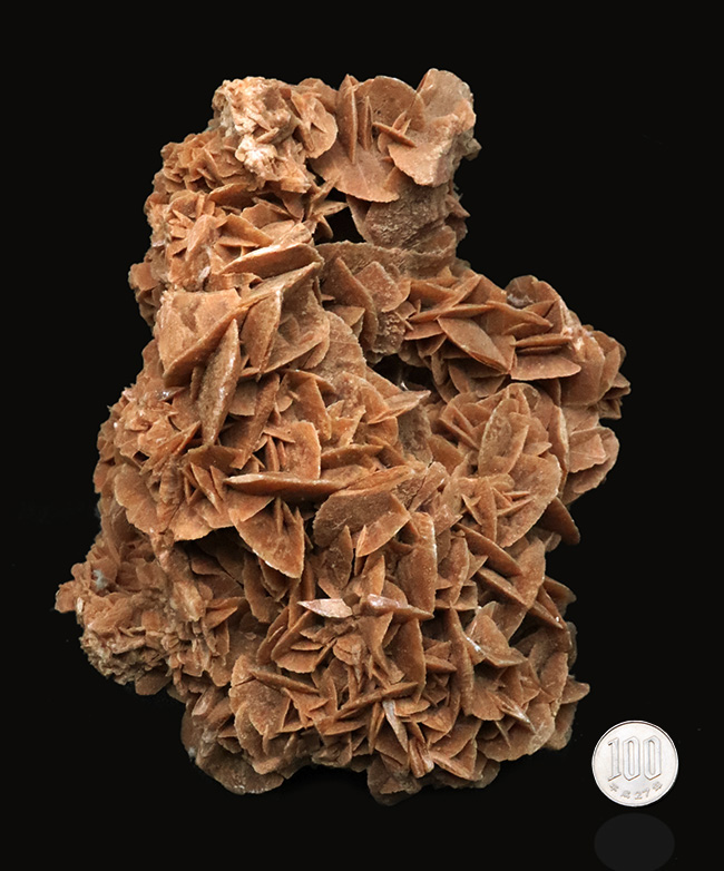 19センチ級! 美しい結晶が織りなす、サハラ砂漠が生んだ美しき鉱物、砂漠のバラ(Desert Rose)(その7)