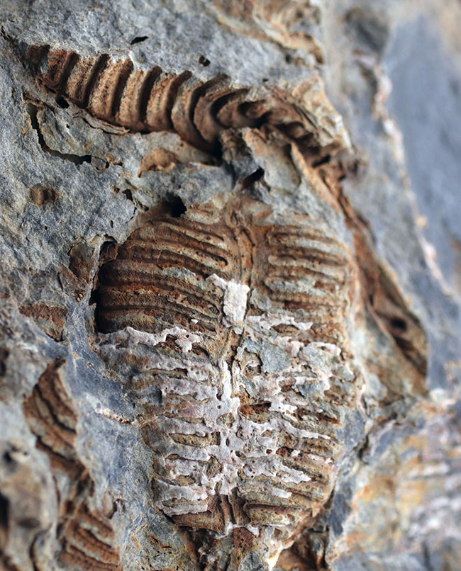 マニアックシリーズ!古生代には大繁栄していた、地球史の証人、レプトダス(Leptodus)の化石。宮城県気仙沼市産(その1)