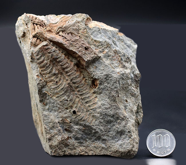 マニアックシリーズ!古生代には大繁栄していた、地球史の証人、レプトダス(Leptodus)の化石。宮城県気仙沼市産(その10)