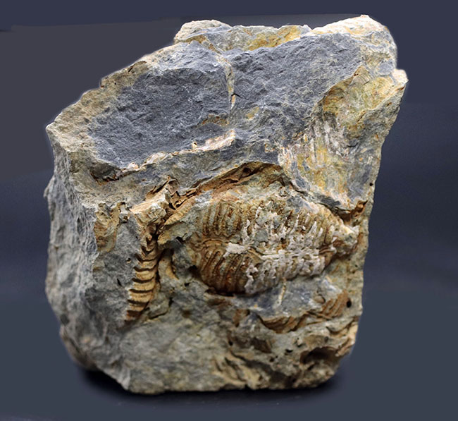 マニアックシリーズ!古生代には大繁栄していた、地球史の証人、レプトダス(Leptodus)の化石。宮城県気仙沼市産(その2)