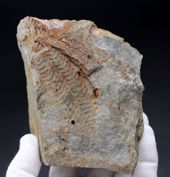 マニアックシリーズ!古生代には大繁栄していた、地球史の証人、レプトダス(Leptodus)の化石。宮城県気仙沼市産(その3)