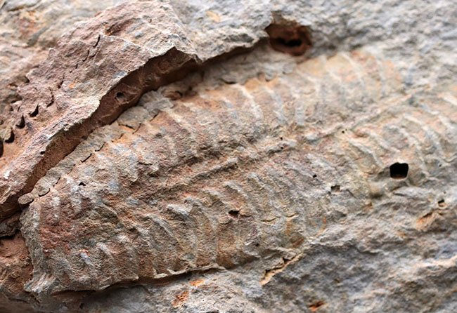 マニアックシリーズ!古生代には大繁栄していた、地球史の証人、レプトダス(Leptodus)の化石。宮城県気仙沼市産(その4)