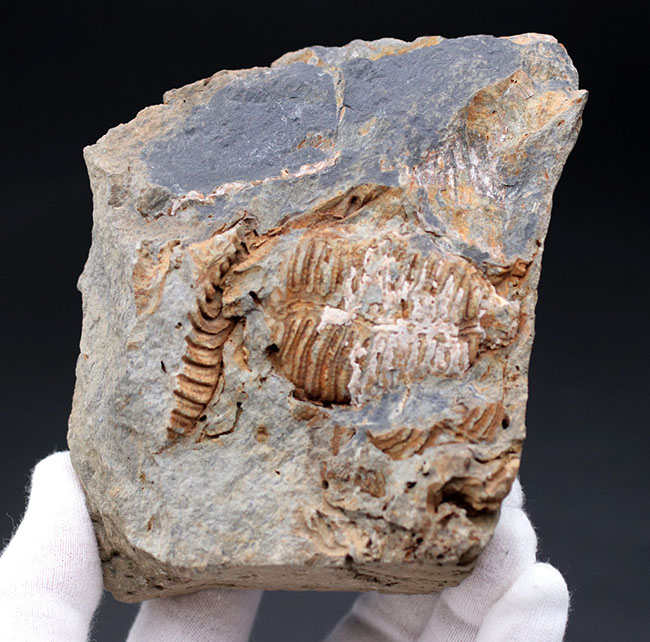 マニアックシリーズ!古生代には大繁栄していた、地球史の証人、レプトダス(Leptodus)の化石。宮城県気仙沼市産(その5)