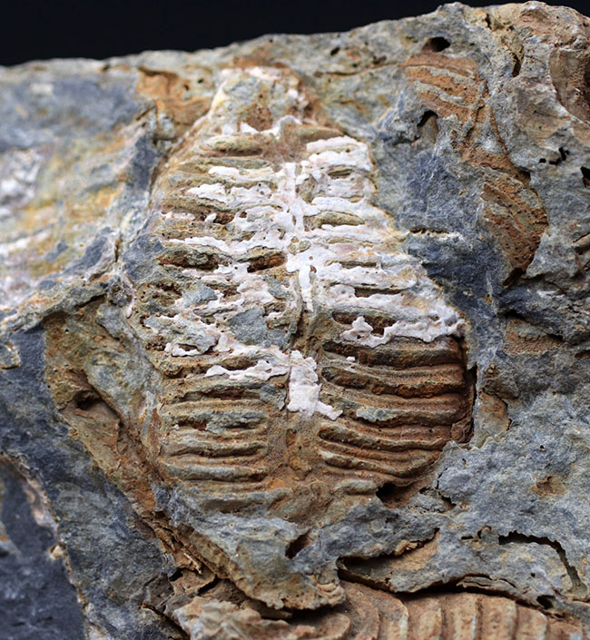 マニアックシリーズ!古生代には大繁栄していた、地球史の証人、レプトダス(Leptodus)の化石。宮城県気仙沼市産(その6)