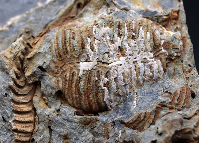 マニアックシリーズ!古生代には大繁栄していた、地球史の証人、レプトダス(Leptodus)の化石。宮城県気仙沼市産(その7)