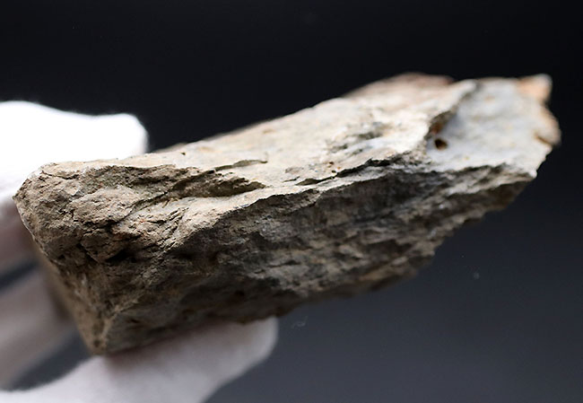 マニアックシリーズ!古生代には大繁栄していた、地球史の証人、レプトダス(Leptodus)の化石。宮城県気仙沼市産(その8)