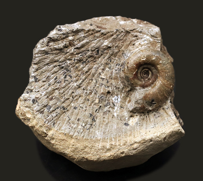 北海道の白亜紀の地層より採集された母岩付きのアンモナイト、ゴードリセラスの化石（その2）