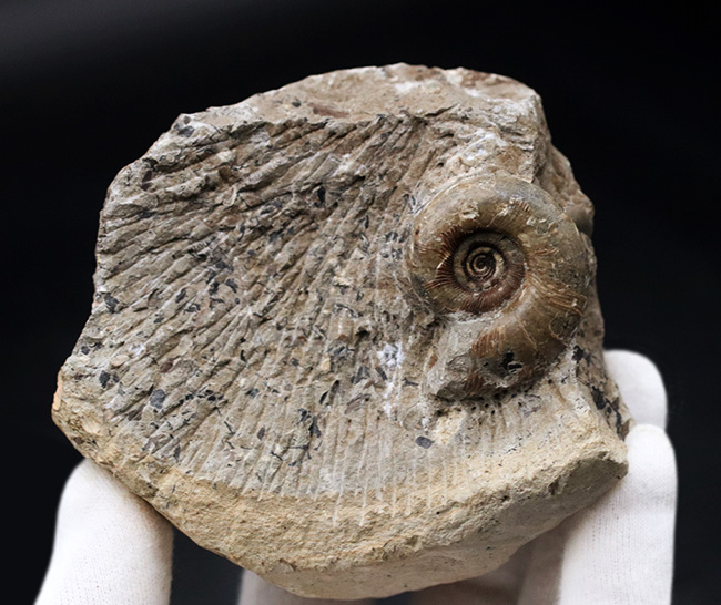 北海道の白亜紀の地層より採集された母岩付きのアンモナイト、ゴードリセラスの化石（その3）