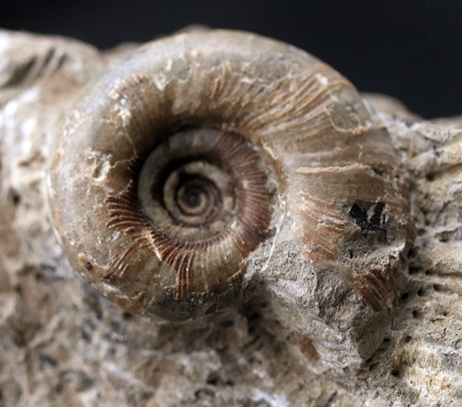北海道の白亜紀の地層より採集された母岩付きのアンモナイト、ゴードリセラスの化石（その4）