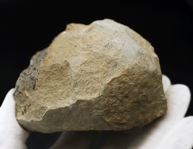 北海道の白亜紀の地層より採集された母岩付きのアンモナイト、ゴードリセラスの化石（その6）