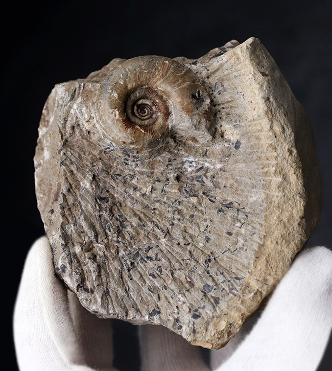 北海道の白亜紀の地層より採集された母岩付きのアンモナイト、ゴードリセラスの化石（その7）