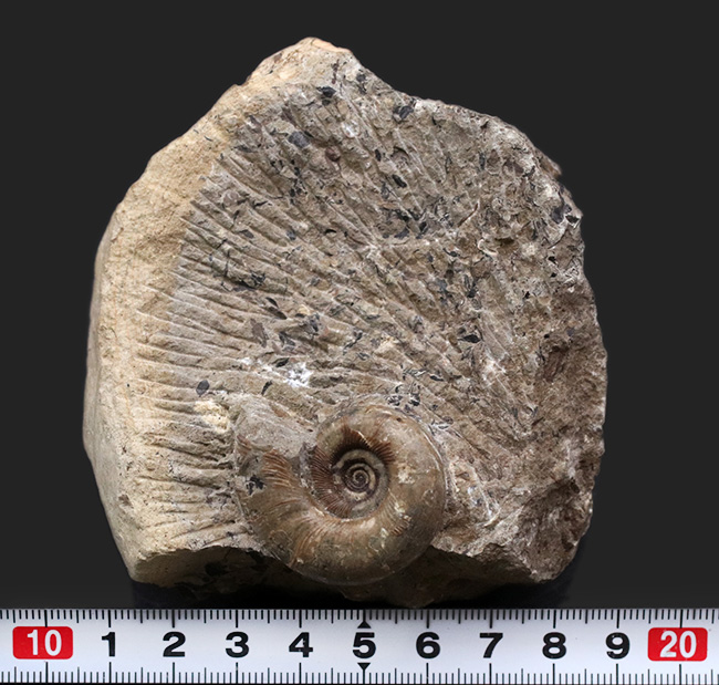 北海道の白亜紀の地層より採集された母岩付きのアンモナイト、ゴードリセラスの化石（その8）