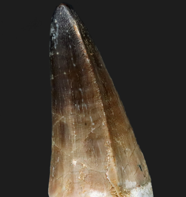 白亜紀後期の海の頂点捕食者、鋭く太い、モササウルス(Mosasaurus)の歯化石(その4)