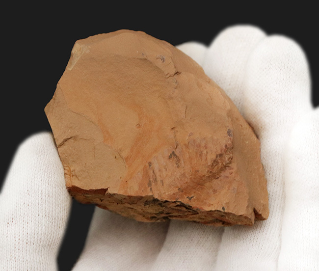 ※希少 Fuxianhuia protensa 化石 フクシアンフイア フキシャンフィア - Wikipedia