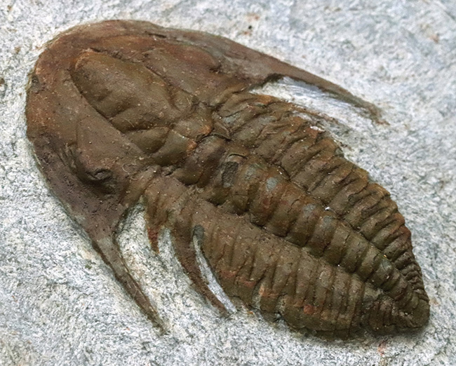 別種、あるいは新種の可能性もあり!カンブリア紀の希少三葉虫、ハマトレヌス・ヴィンセンティ(Hamatolenus vincenti)の上質個体(その1)