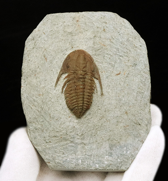 別種、あるいは新種の可能性もあり!カンブリア紀の希少三葉虫、ハマトレヌス・ヴィンセンティ(Hamatolenus vincenti)の上質個体(その3)