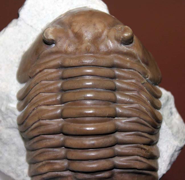 極めて良好な保存状態、最高クラス!ロシア産三葉虫アサフス・ロブスタス(Asaphus robustus)(その1)