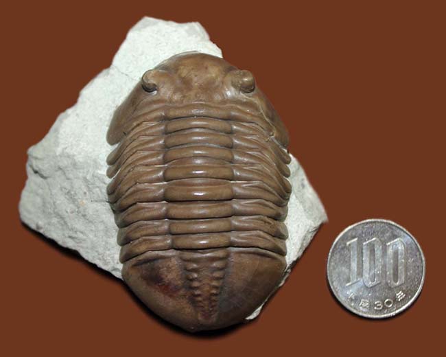 極めて良好な保存状態、最高クラス!ロシア産三葉虫アサフス・ロブスタス(Asaphus robustus)(その10)