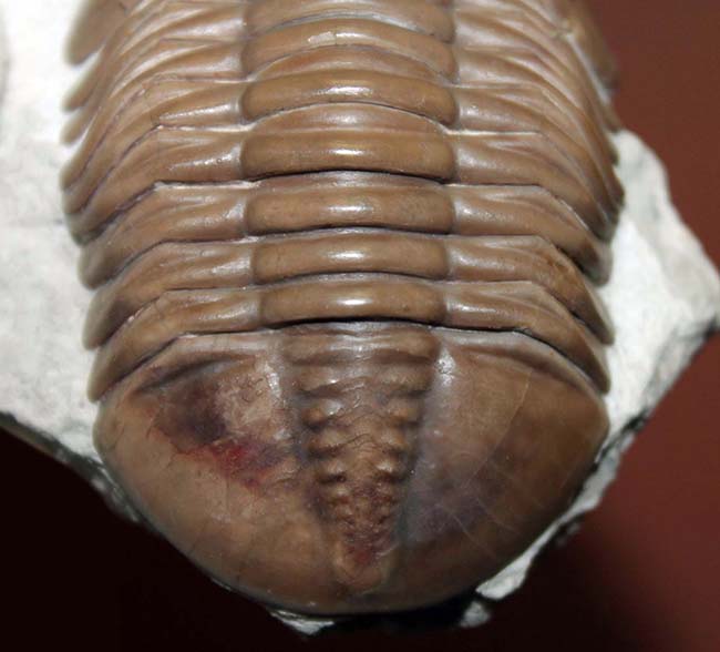 極めて良好な保存状態、最高クラス!ロシア産三葉虫アサフス・ロブスタス(Asaphus robustus)(その2)