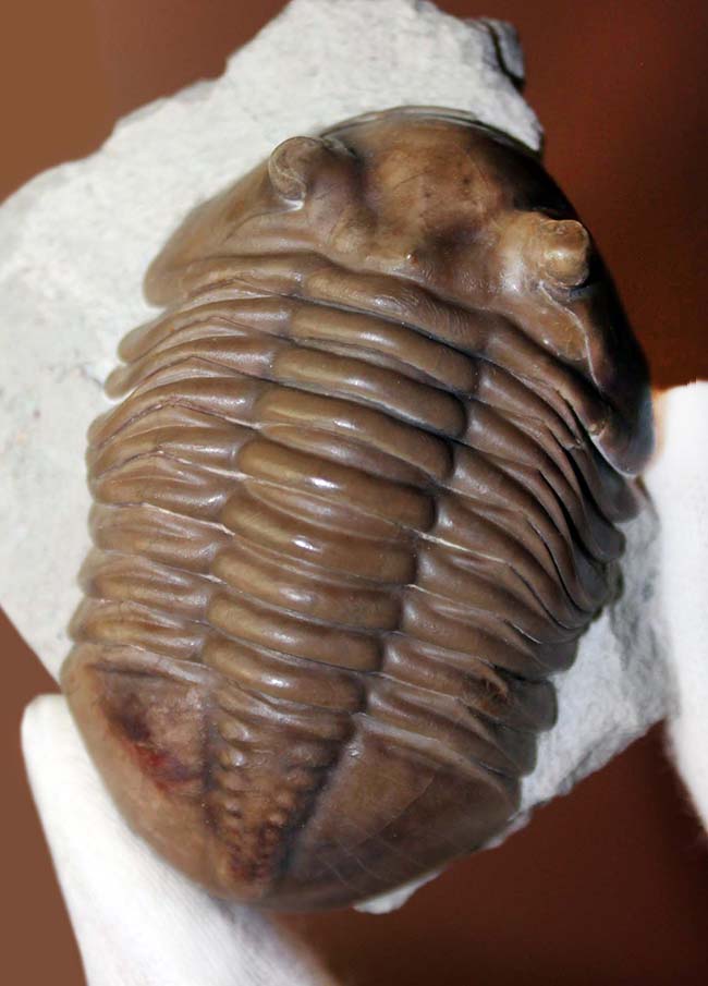 極めて良好な保存状態、最高クラス!ロシア産三葉虫アサフス・ロブスタス(Asaphus robustus)(その3)