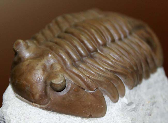 極めて良好な保存状態、最高クラス!ロシア産三葉虫アサフス・ロブスタス(Asaphus robustus)(その4)