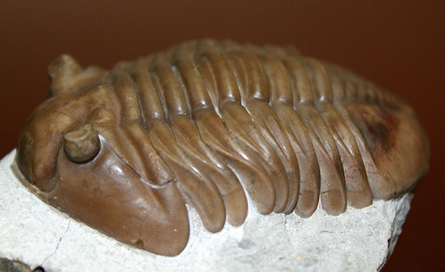 極めて良好な保存状態、最高クラス!ロシア産三葉虫アサフス・ロブスタス(Asaphus robustus)(その5)