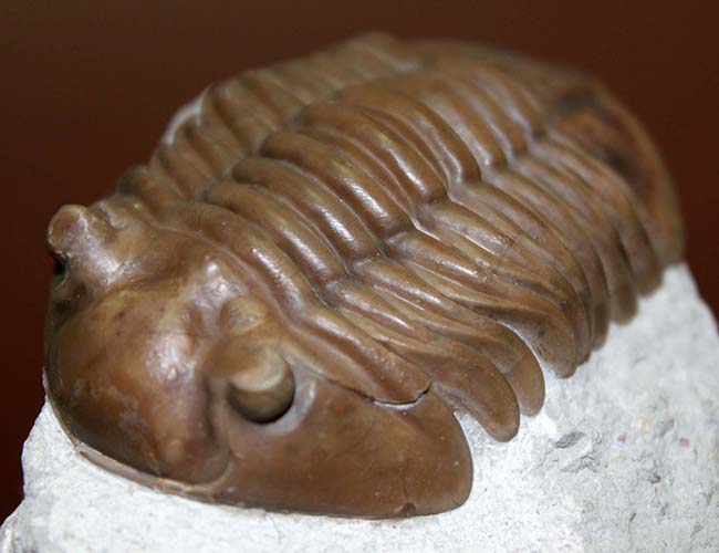 極めて良好な保存状態、最高クラス!ロシア産三葉虫アサフス・ロブスタス(Asaphus robustus)(その6)