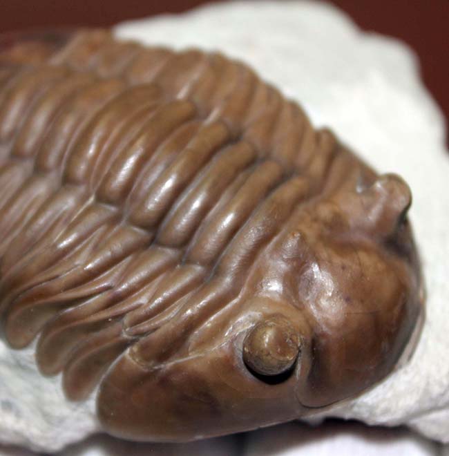 極めて良好な保存状態、最高クラス!ロシア産三葉虫アサフス・ロブスタス(Asaphus robustus)(その7)