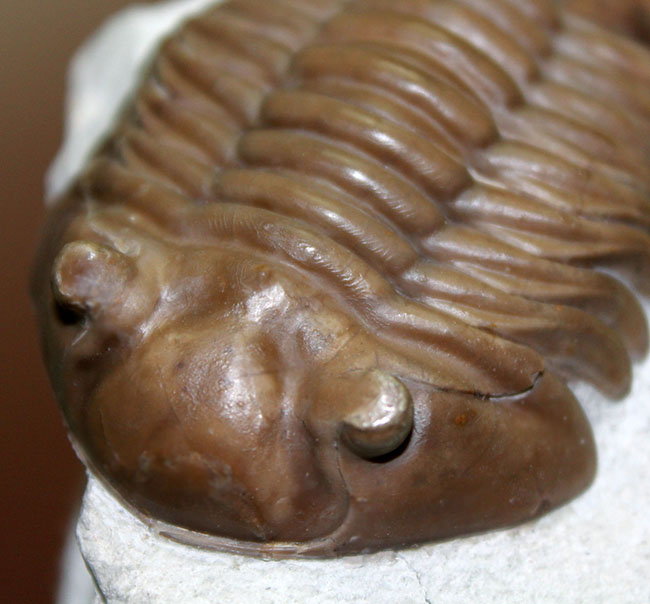 極めて良好な保存状態、最高クラス!ロシア産三葉虫アサフス・ロブスタス(Asaphus robustus)(その8)