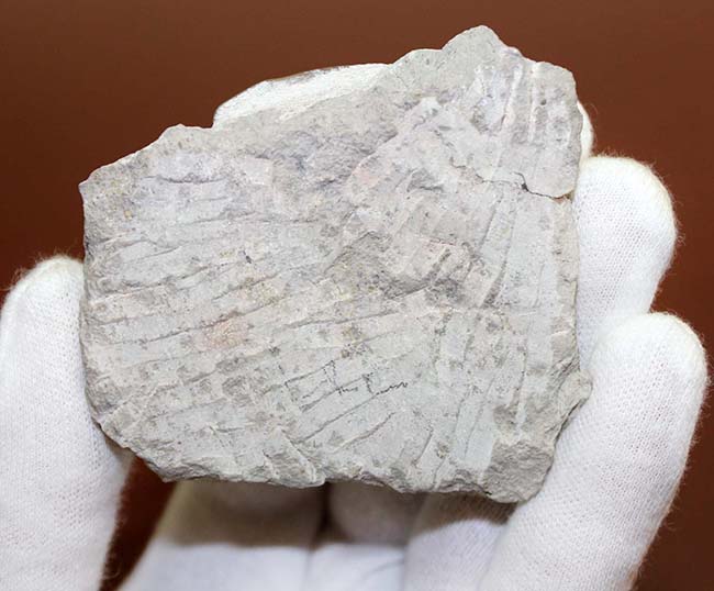 極めて良好な保存状態、最高クラス!ロシア産三葉虫アサフス・ロブスタス(Asaphus robustus)(その9)