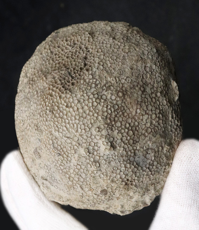 あの魔女宅の海の見える街のモデルとなった産地で発見されたハチノスサンゴの仲間、ファボシテス(Favosites)の上質化石(その1)