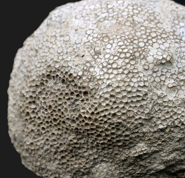 あの魔女宅の海の見える街のモデルとなった産地で発見されたハチノスサンゴの仲間、ファボシテス(Favosites)の上質化石(その2)