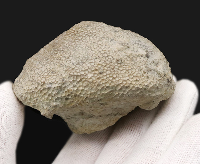 あの魔女宅の海の見える街のモデルとなった産地で発見されたハチノスサンゴの仲間、ファボシテス(Favosites)の上質化石(その3)
