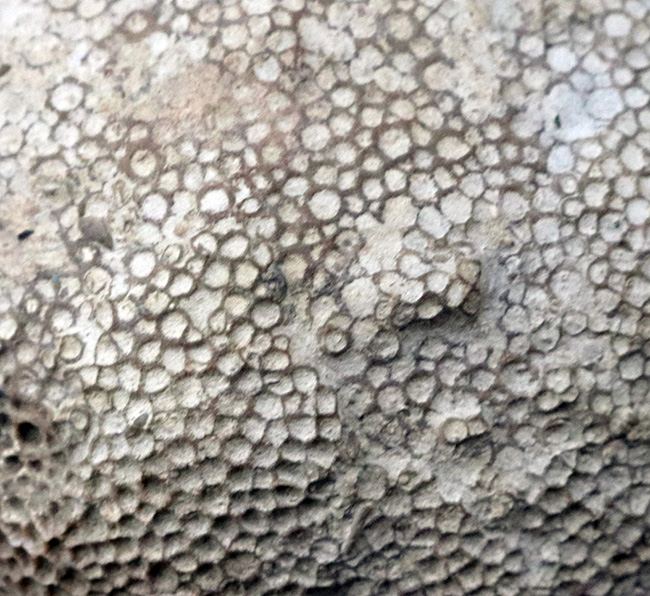 あの魔女宅の海の見える街のモデルとなった産地で発見されたハチノスサンゴの仲間、ファボシテス（Favosites）の上質化石（その4）