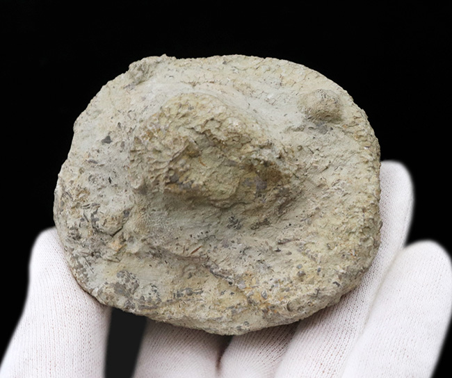 あの魔女宅の海の見える街のモデルとなった産地で発見されたハチノスサンゴの仲間、ファボシテス(Favosites)の上質化石(その5)