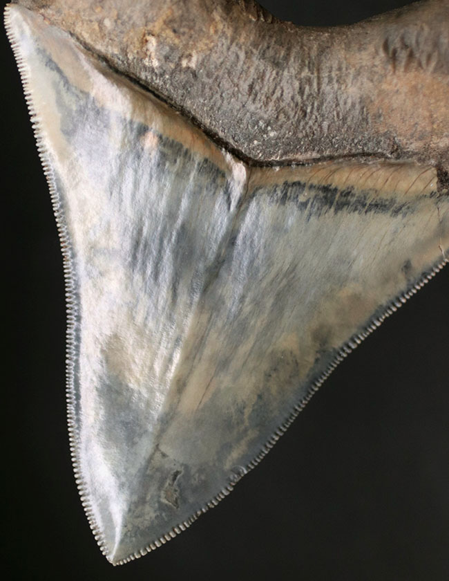美麗！！レアな産地、インドネシアより採集された、例えようのない美しいエナメル質が備わったメガロドン（Carcharocles megalodon）の歯化石（その1）