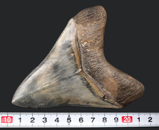 美麗！！レアな産地、インドネシアより採集された、例えようのない美しいエナメル質が備わったメガロドン（Carcharocles megalodon）の歯化石（その14）