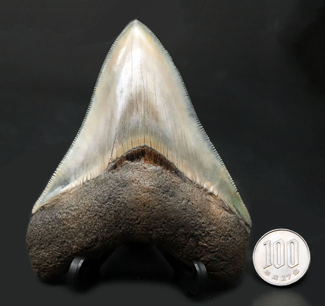 美麗！！レアな産地、インドネシアより採集された、例えようのない美しいエナメル質が備わったメガロドン（Carcharocles megalodon）の歯化石（その15）