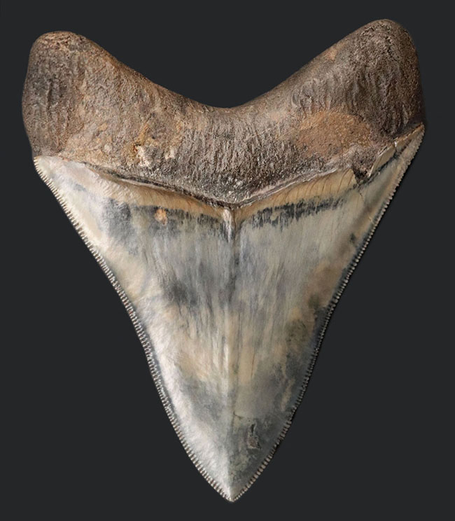 美麗！！レアな産地、インドネシアより採集された、例えようのない美しいエナメル質が備わったメガロドン（Carcharocles megalodon）の歯化石（その2）