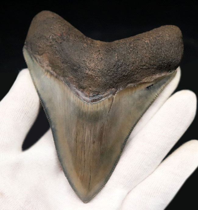 美麗！！レアな産地、インドネシアより採集された、例えようのない美しいエナメル質が備わったメガロドン（Carcharocles megalodon）の歯化石（その3）