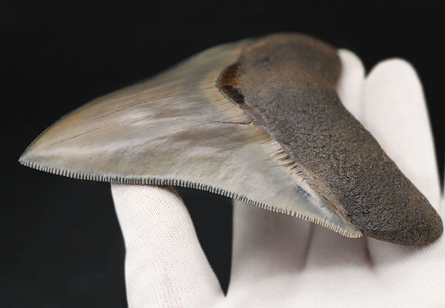 美麗！！レアな産地、インドネシアより採集された、例えようのない