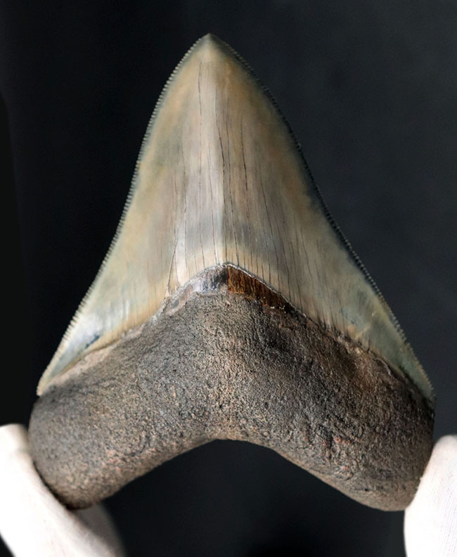 美麗！！レアな産地、インドネシアより採集された、例えようのない美しいエナメル質が備わったメガロドン（Carcharocles megalodon）の歯化石（その6）