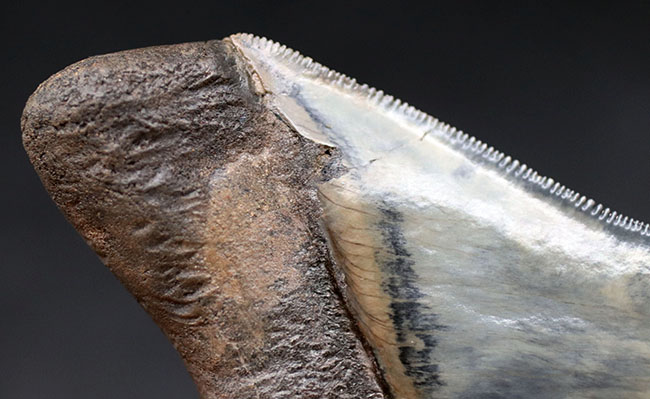美麗！！レアな産地、インドネシアより採集された、例えようのない美しいエナメル質が備わったメガロドン（Carcharocles megalodon）の歯化石（その9）