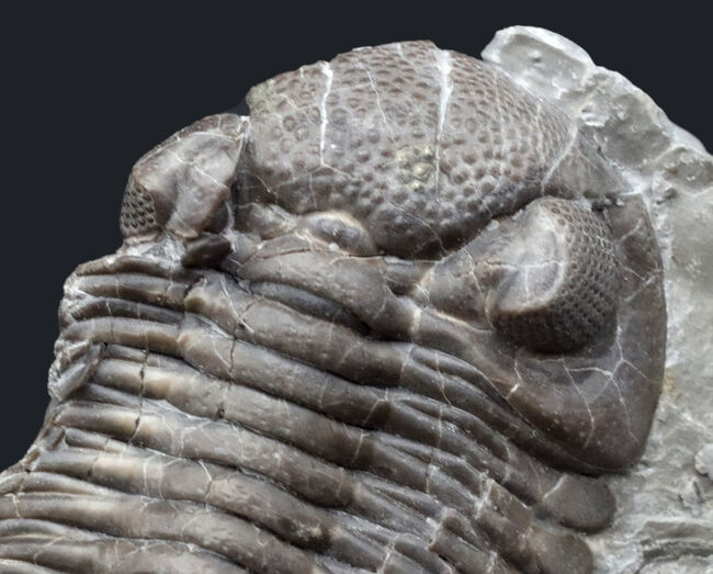 米国ニューヨーク産の新型ファコプス、エルドレドゲオプス・ラナ(Eldredgeops rana)の上質個体(その2)