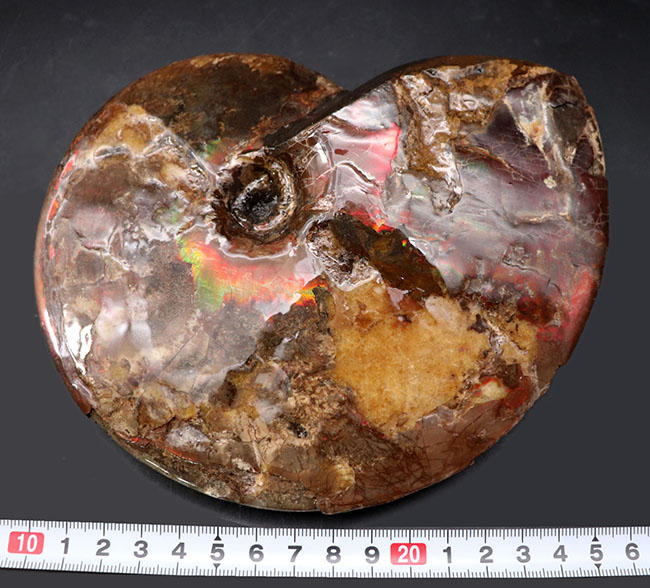 極めて希少な完全体！カナダ・ロッキー山脈東側斜面でのみ産するアンモ「ラ」イト（Ammolite）の完全体標本（その13）