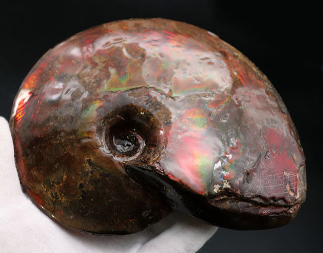 極めて希少な完全体！カナダ・ロッキー山脈東側斜面でのみ産するアンモ